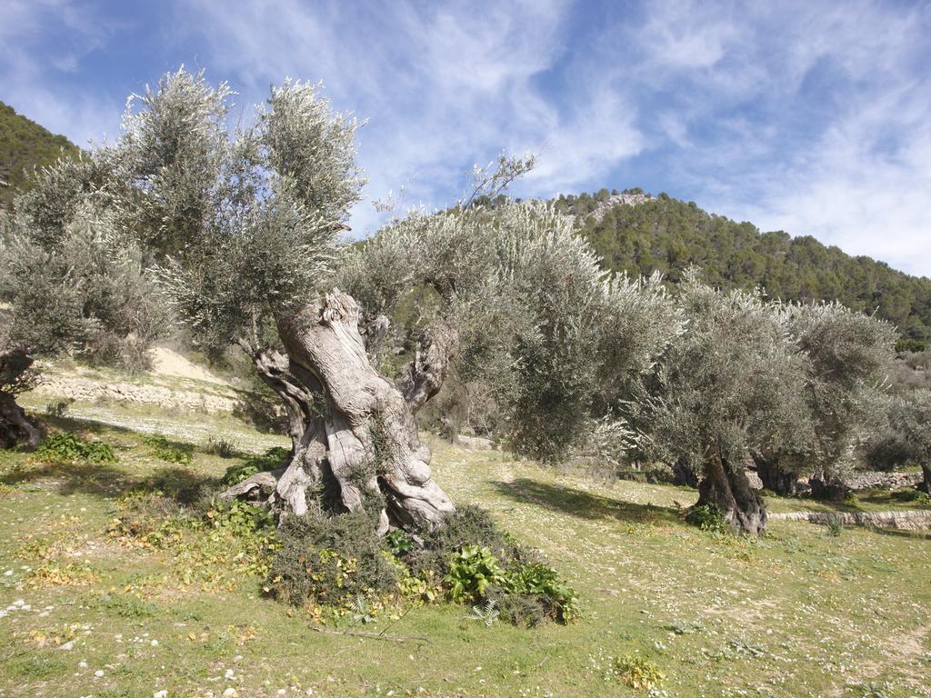 Monnaber Vell Otel Campanet Dış mekan fotoğraf
